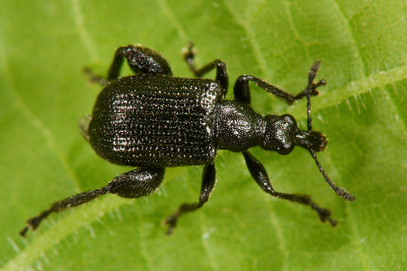 Rhynchitidae 